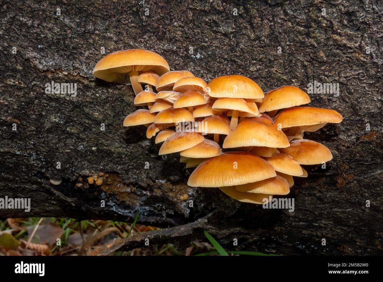 Fungi growing out of the side of a fallen tree Stock Photo - Alamy