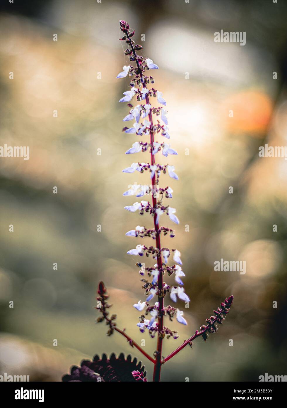 A close up of white Coleus flowers on a natural, blurred background Stock Photo