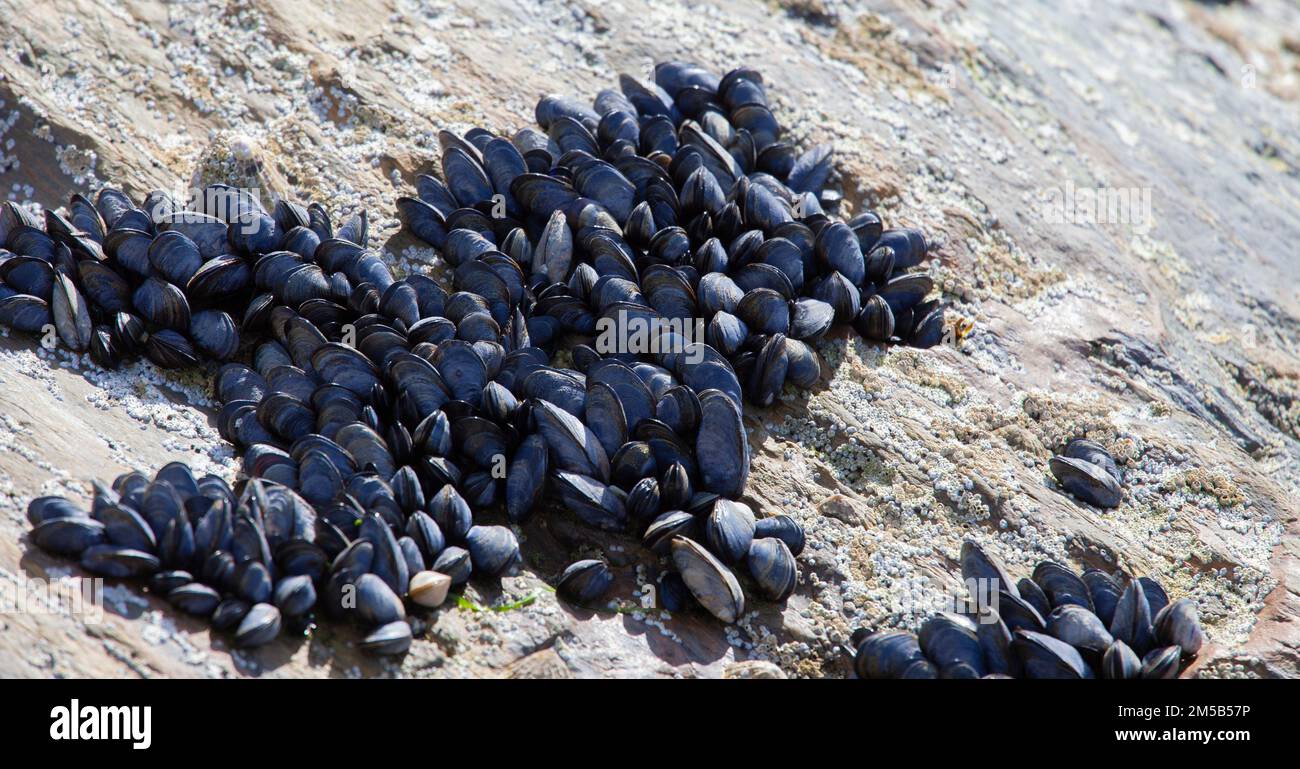 small sea muscles growing on rocks close to the ocean Stock Photo Alamy
