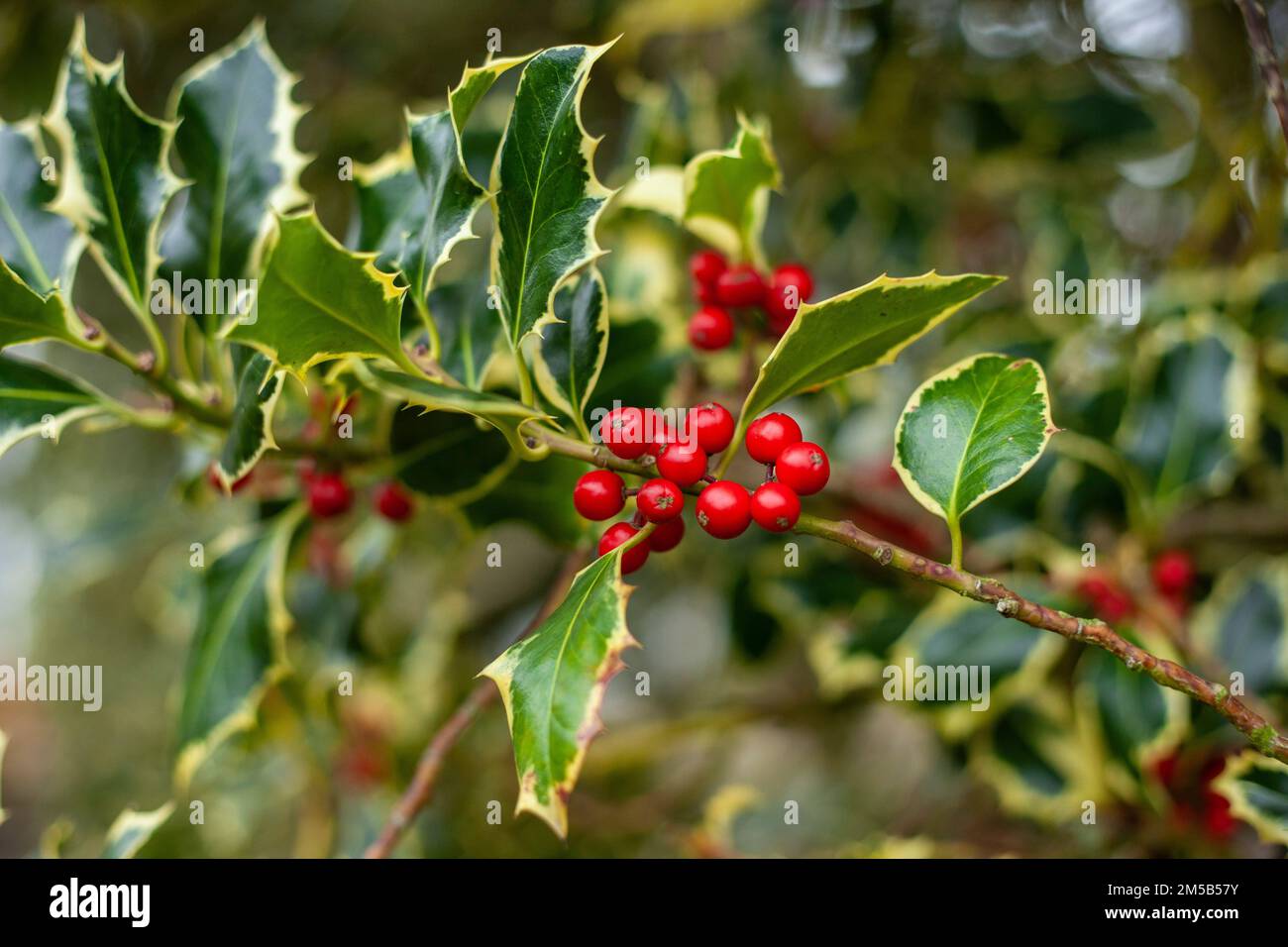 A closeup shot of Christmas holly plant branch decoration with ripe red berries Stock Photo