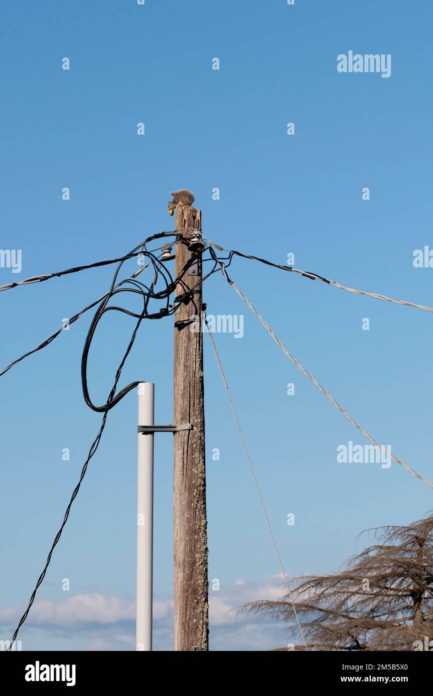 Squirrel with food on top of utility pole. Stock Photo