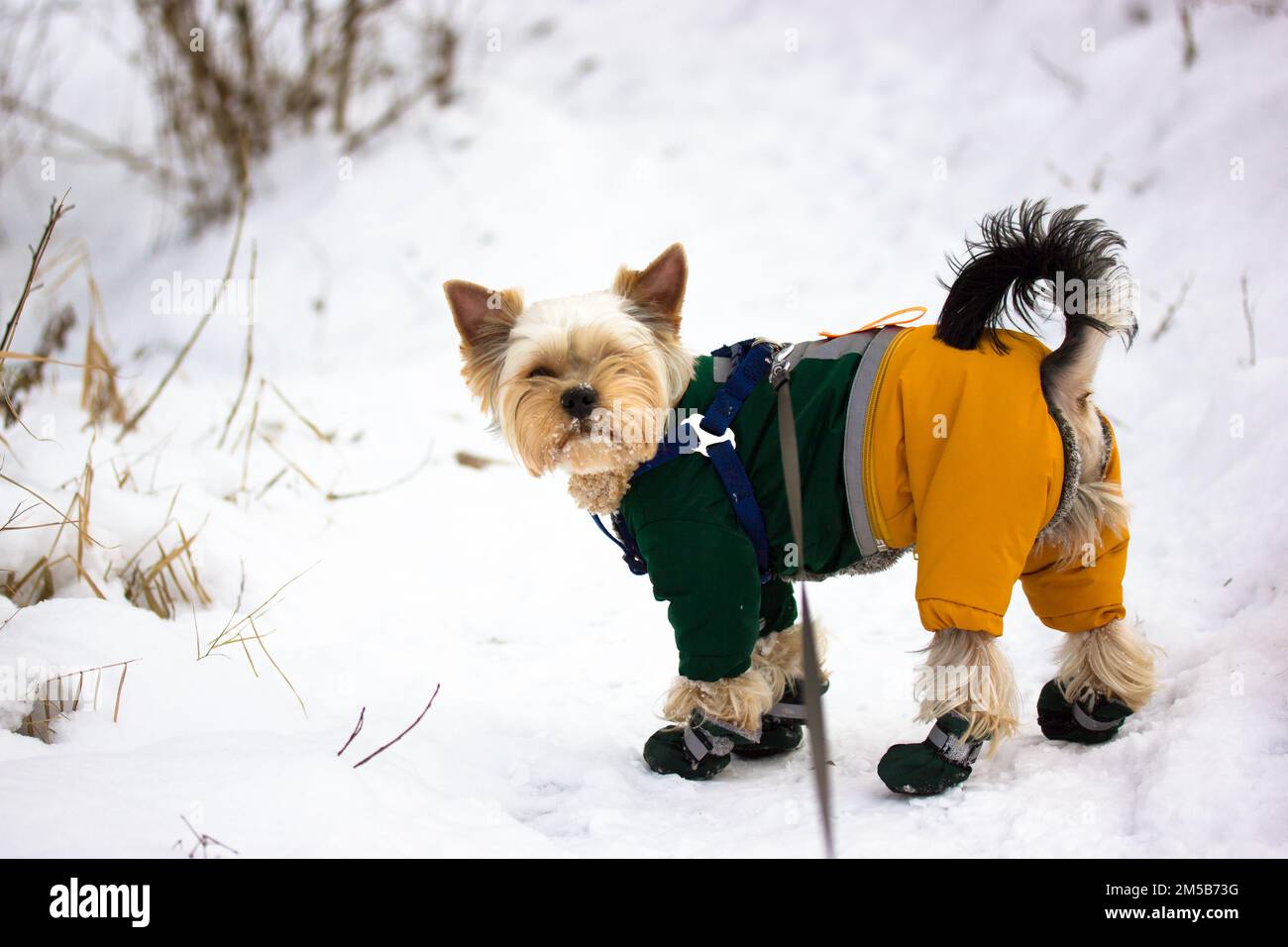 Yorkshire Terrier walking outdoors. Stylish doggy with shoes in winter jumpsuit. Stock Photo