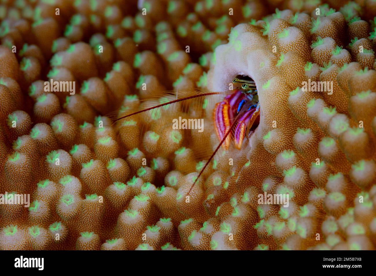 A coral residing hermit crab, Paguritta sp., pokes its colorful claws and eyes out of its protective tube. These tiny hermit crabs feed on plankton. Stock Photo