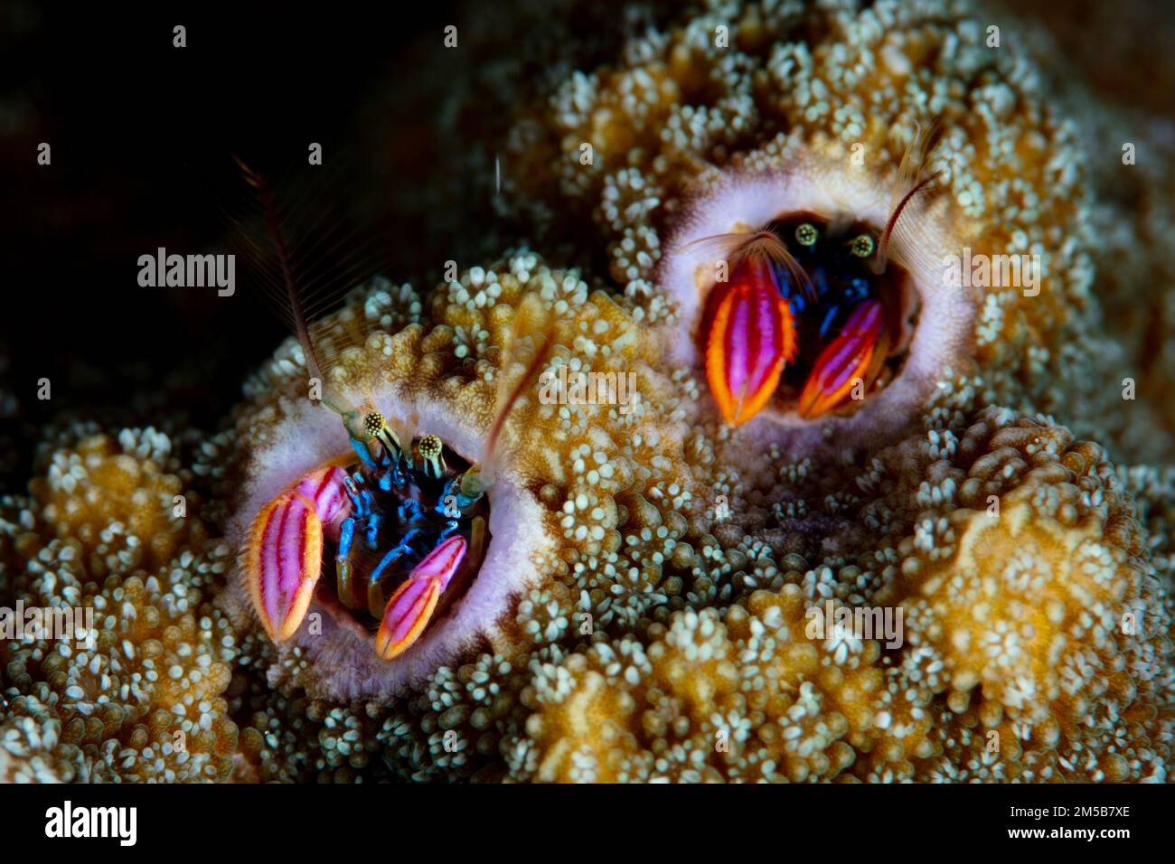 Coral residing hermit crabs, Paguritta sp., poke their colorful claws and eyes out of its protective tube. These tiny hermit crabs feed on plankton. Stock Photo