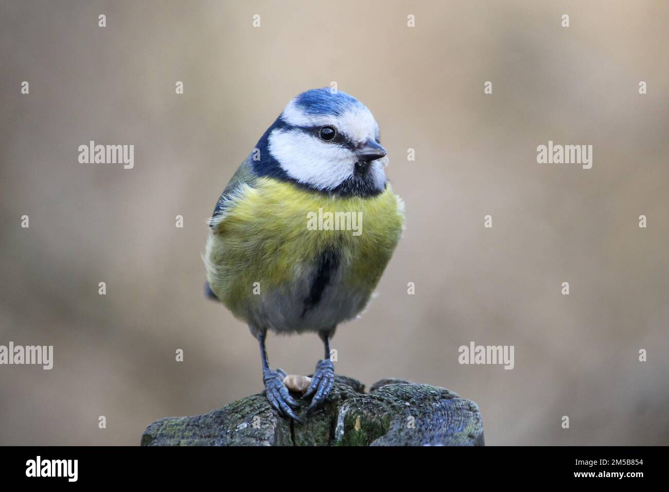 A closeup of a beautiful Eurasian blue tit in a forest with blurred  background Stock Photo - Alamy