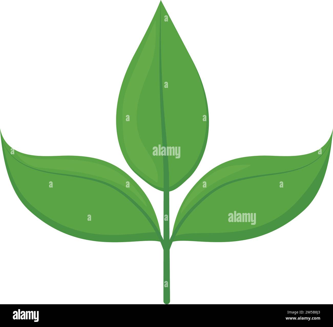 tropical green leaves Stock Vector Image & Art - Alamy