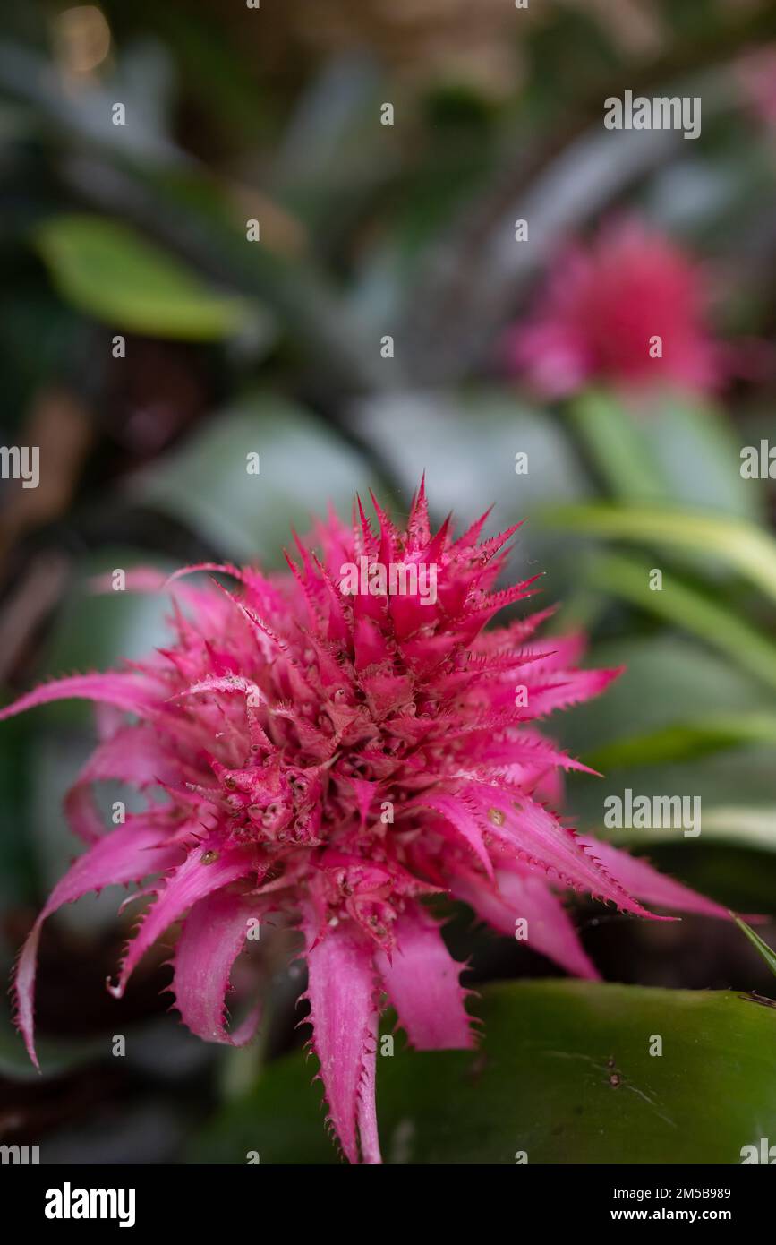 Pink flower closeup. Blossom of aechmea fasciata Baker or silver vase plant Stock Photo