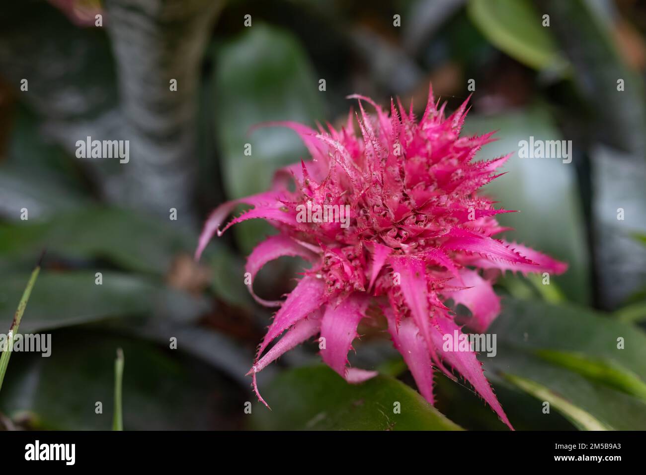 Pink flower closeup. Blossom of aechmea fasciata Baker or silver vase plant Stock Photo