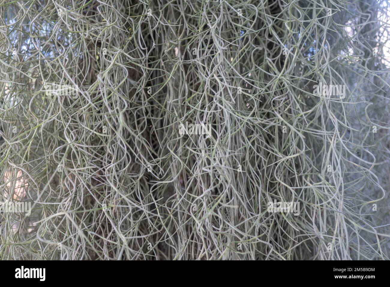 Old mans beard closeup. Almost white plant of tillandsia usneoides, spanish moss Stock Photo