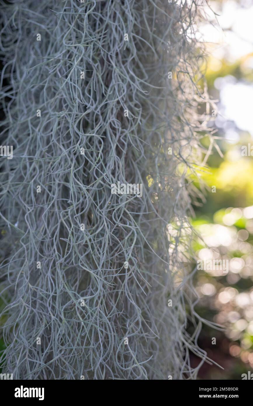 Old mans beard closeup. Almost white plant of tillandsia usneoides, spanish moss Stock Photo