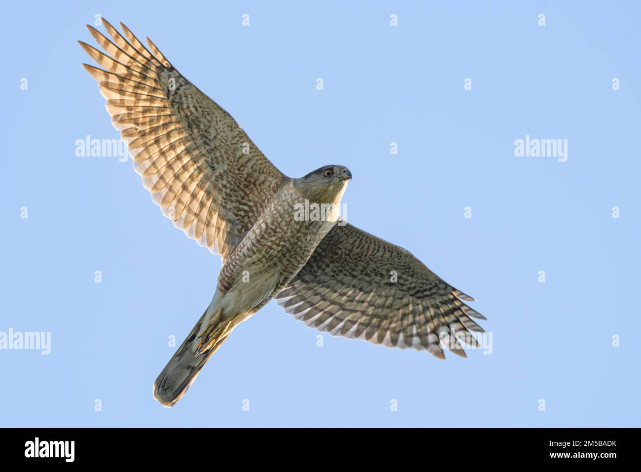 A low angle of a big Eurasian sparrowhawk, hawk flying high in the blue ...