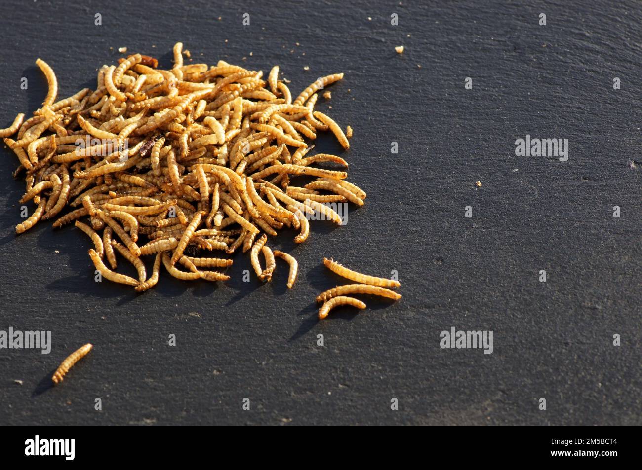 A closeup shot of a swarm of mealworms placed on a black surface Stock