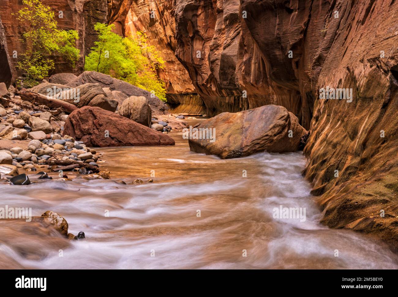 Golden Light reflects on the Virgin River as it flows down the Virgin