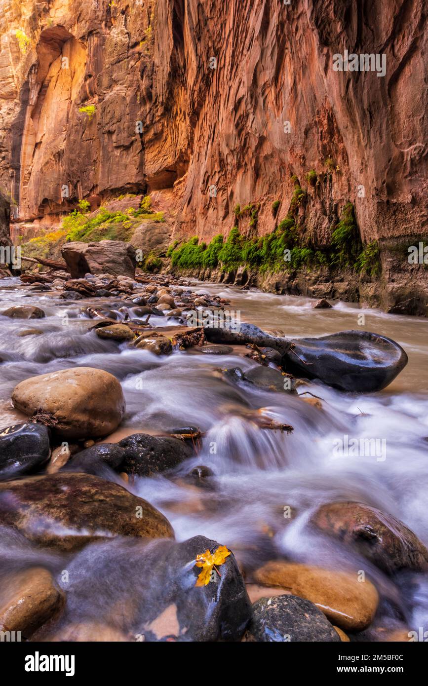 The Virgin River flows over polished stones in the Virgin Narrows in