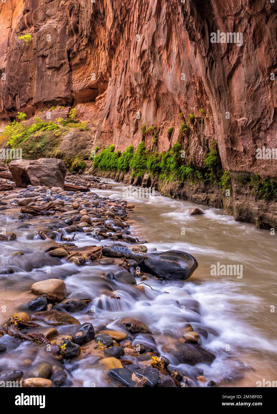 The Virgin River flows along and over polished stones in the Virgin
