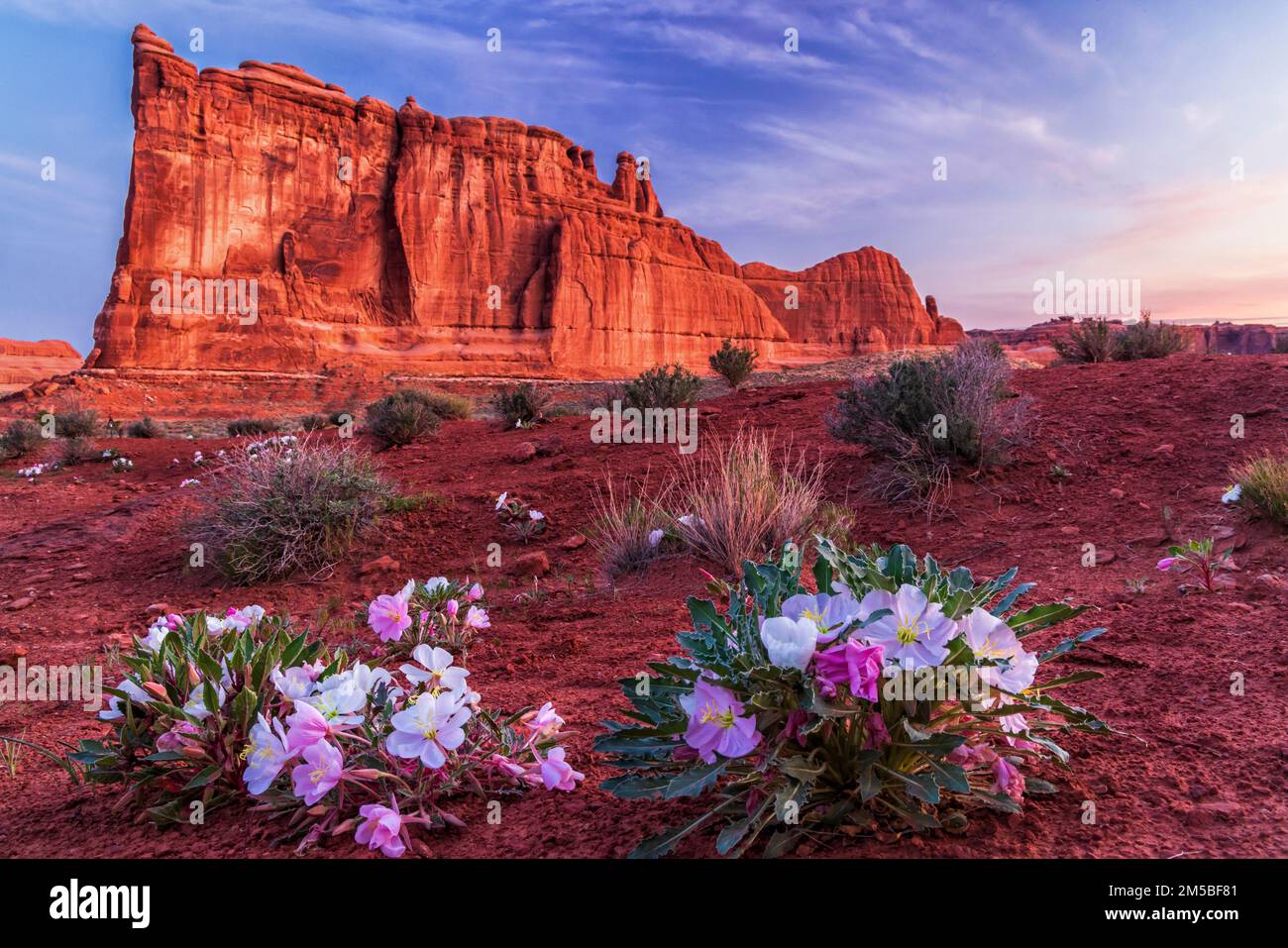 The Tower of Babel rock formation  during a Spring Primrose bloom in Arches National Park near Moab Utah. Stock Photo