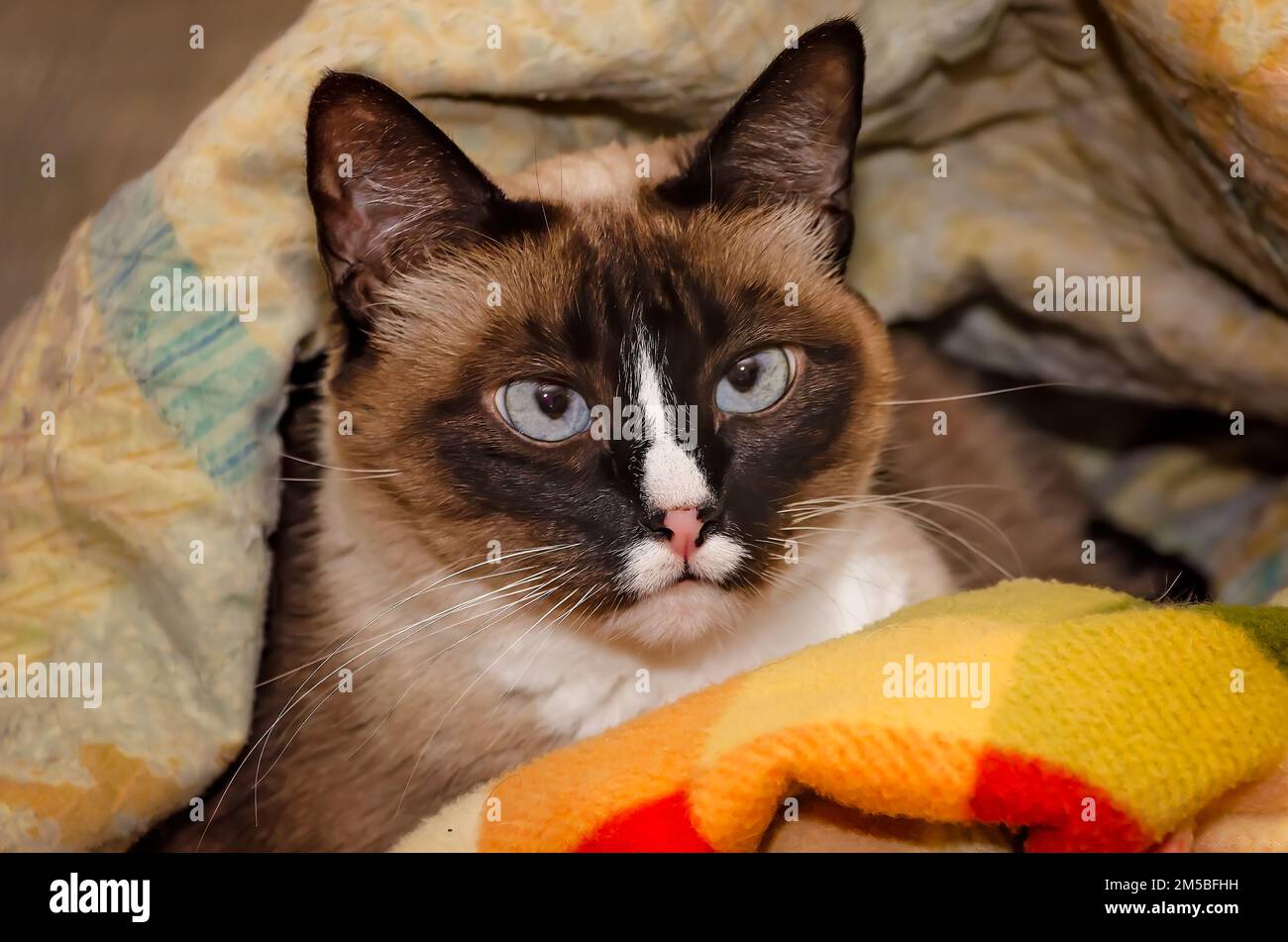 Twinkie, a nine-year-old Siamese cat, lays in a nest of blankets, Dec. 27, 2022, in Coden, Alabama. Stock Photo