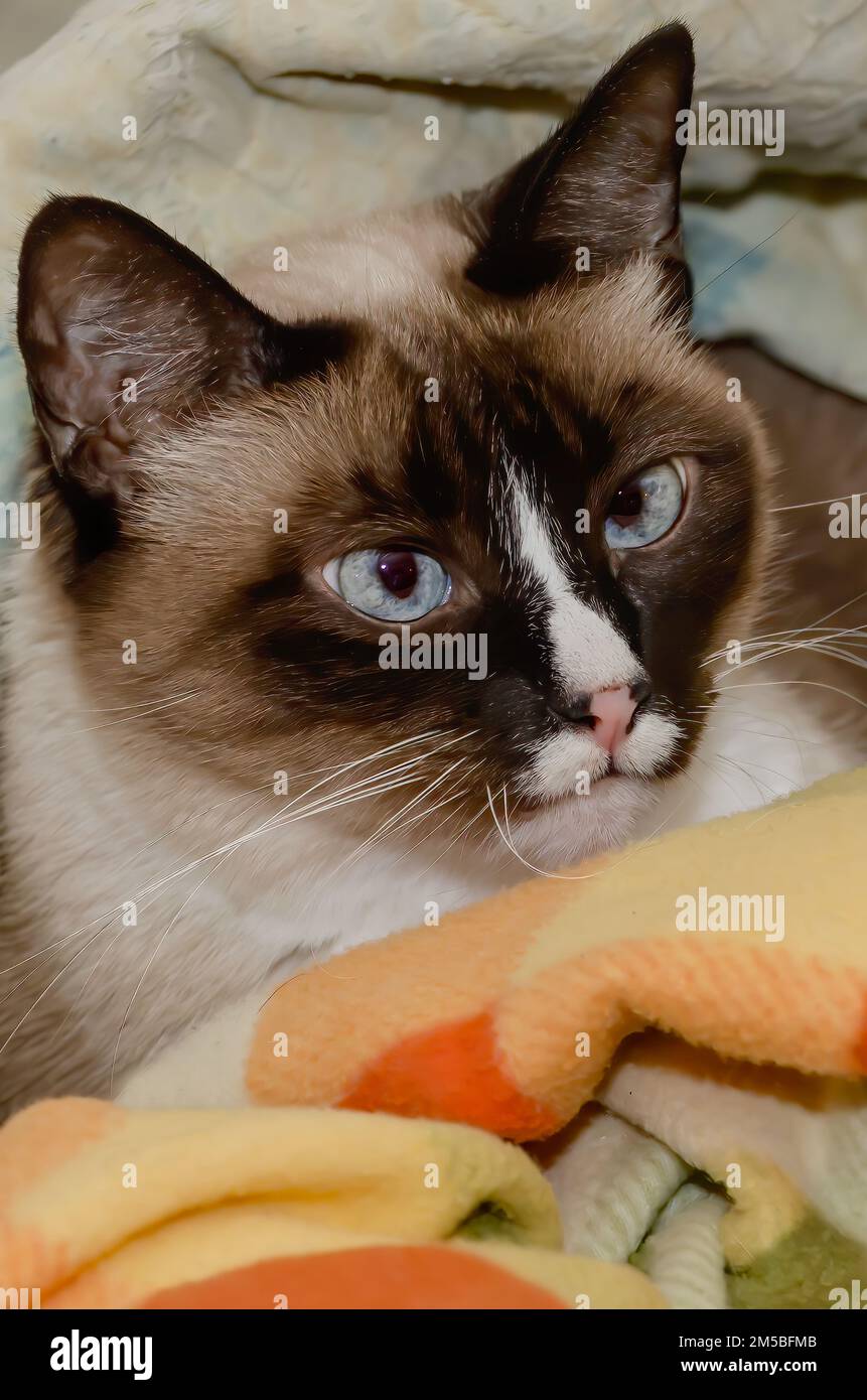 Twinkie, a nine-year-old Siamese cat, lays in a nest of blankets, Dec. 27, 2022, in Coden, Alabama. Stock Photo