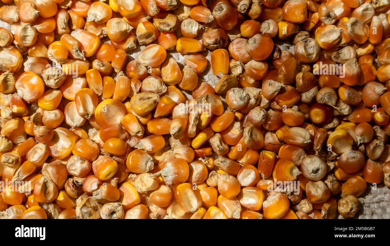 pile of corn kernels as background Stock Photo - Alamy