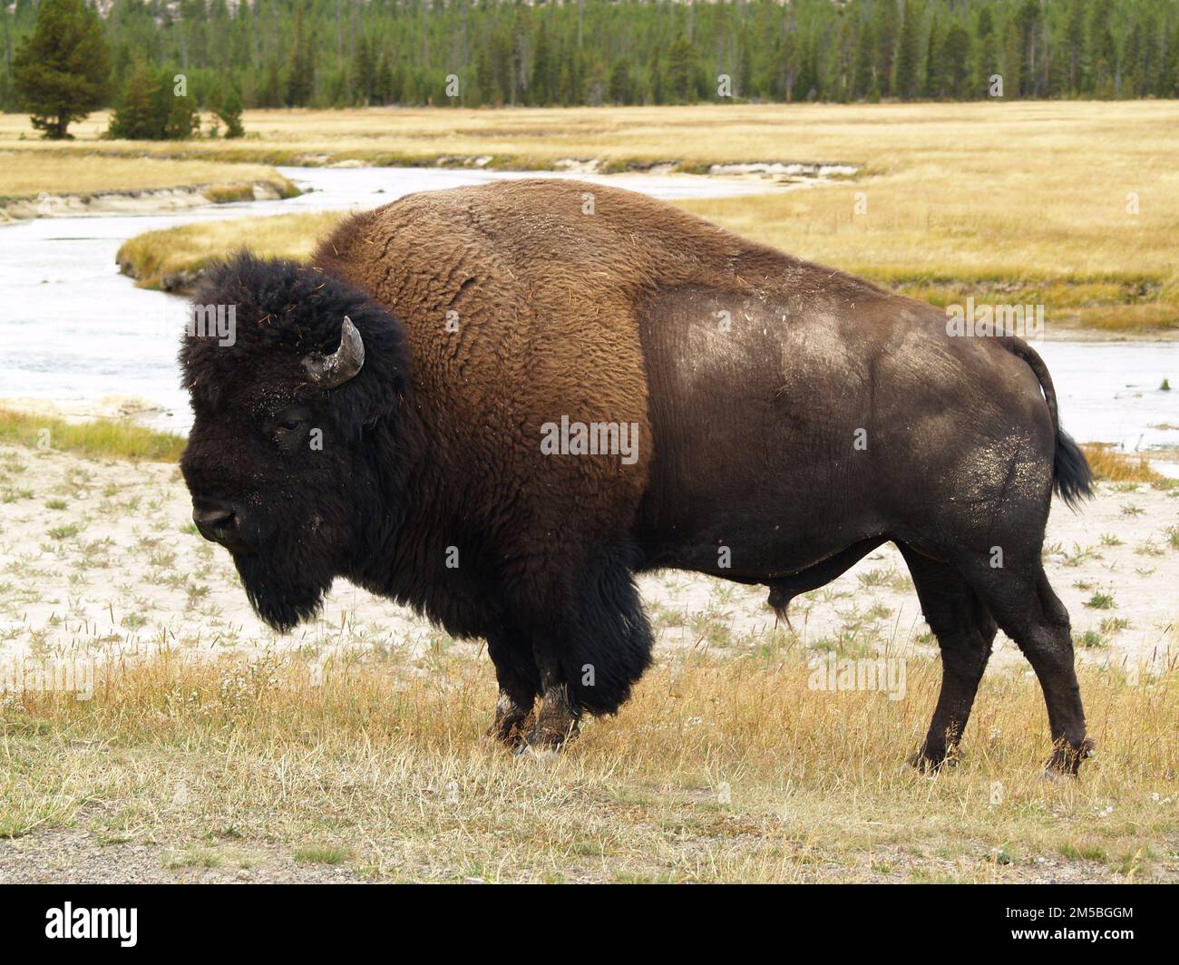 Strong Bison in Yellowstone National park Indian Western America Stock Photo