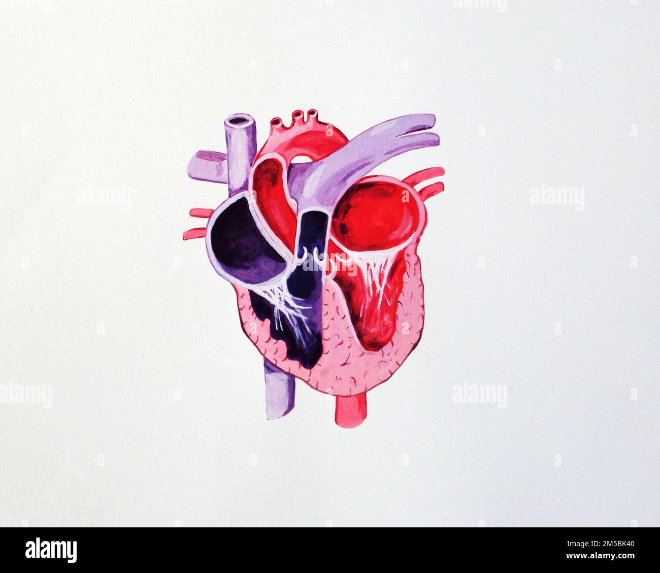 Heart, illustration. The heart is a hollow muscle that pumps blood