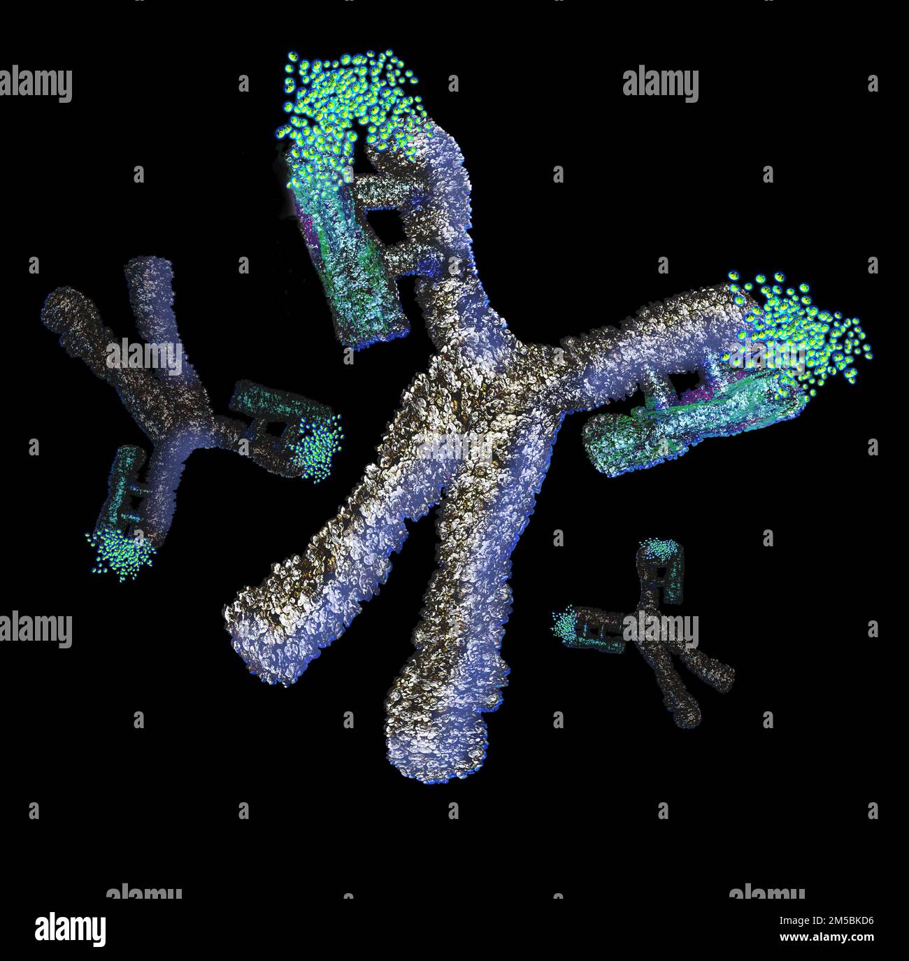 Antibody, or immunoglobulin, molecule, illustration. This yshaped