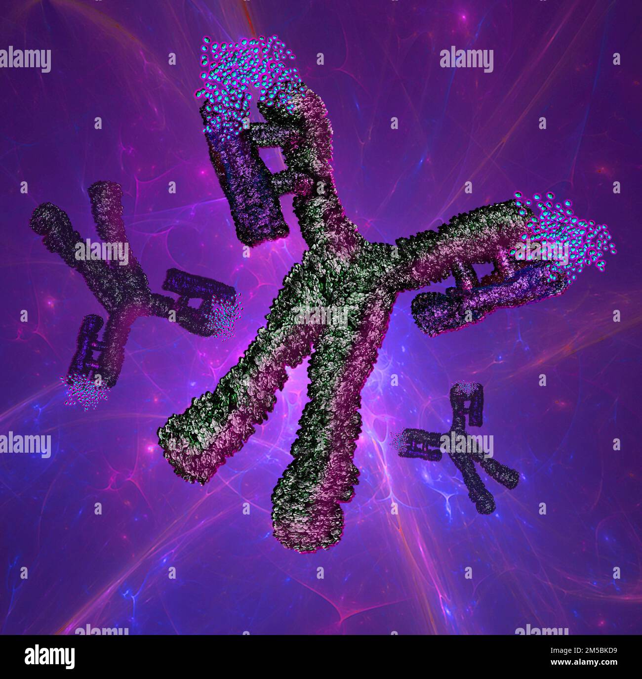 Antibody, or immunoglobulin, molecule, illustration. This yshaped