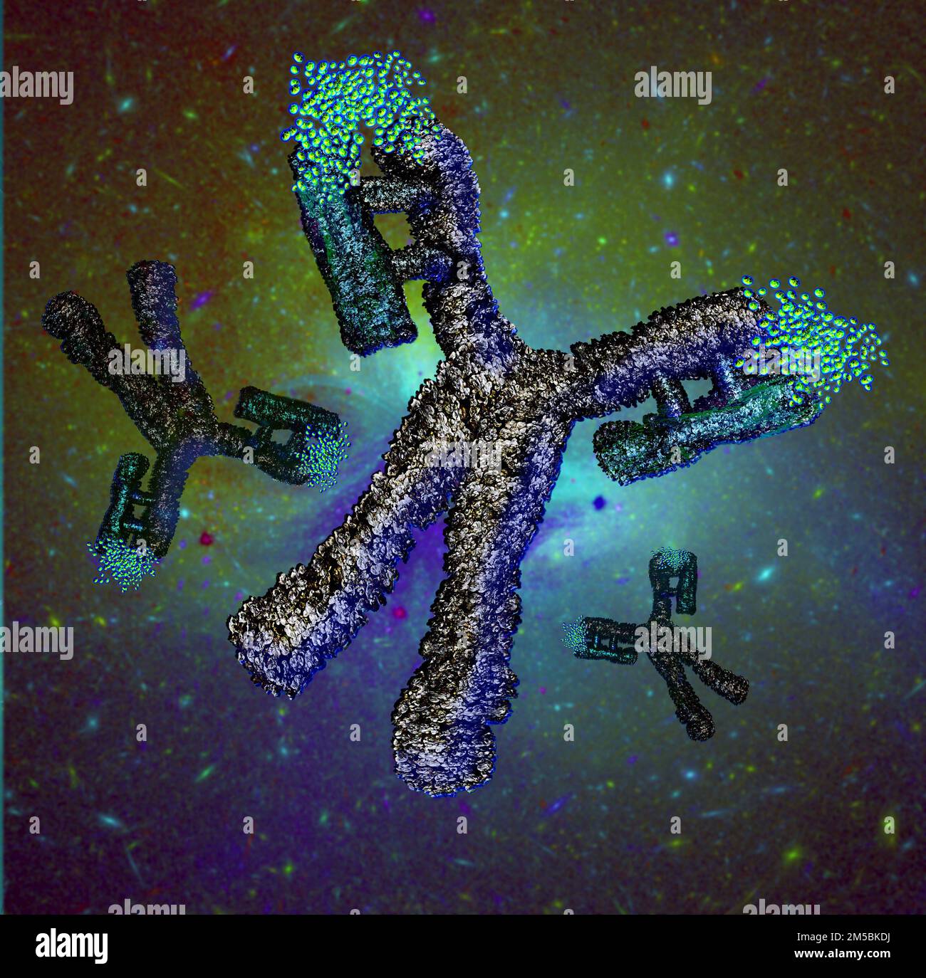 Antibody, or immunoglobulin, molecule, illustration. This yshaped