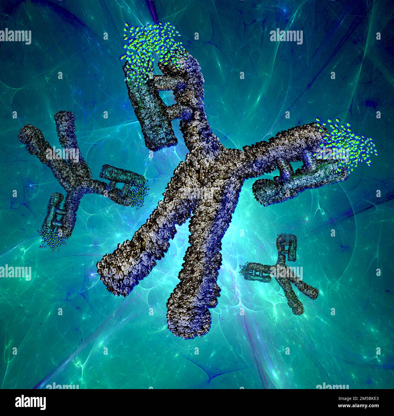 Antibody, or immunoglobulin, molecule, illustration. This yshaped