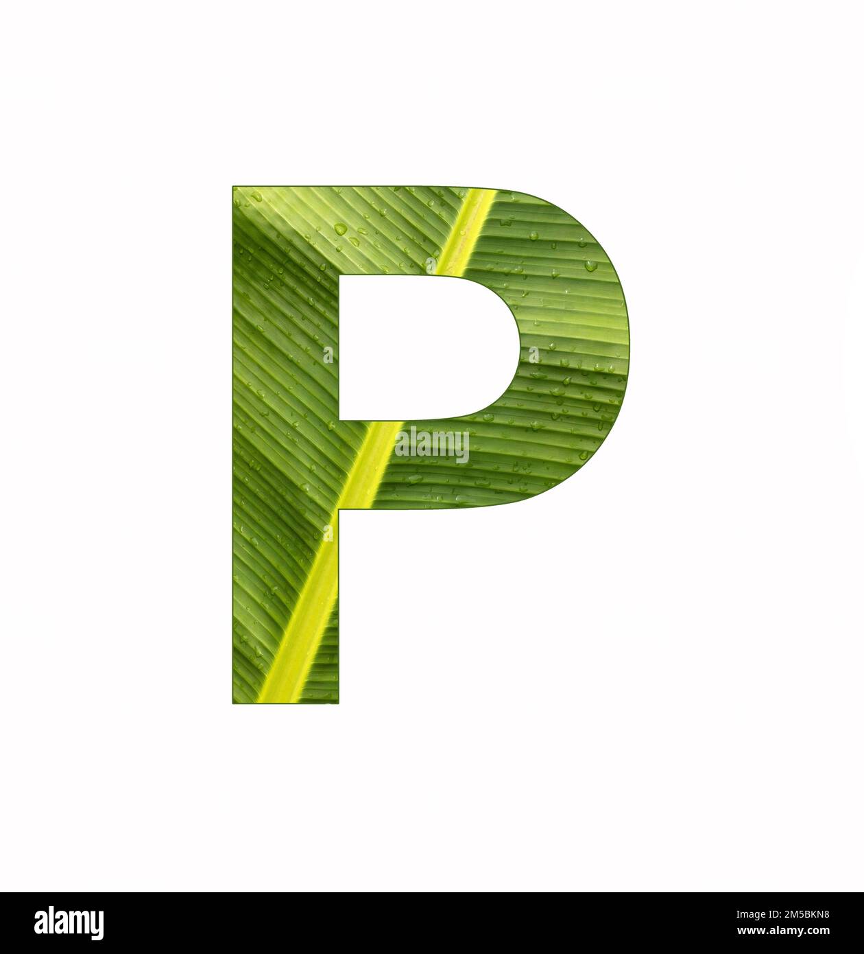 Alphabet Letter P - Banana plant leaf background Stock Photo