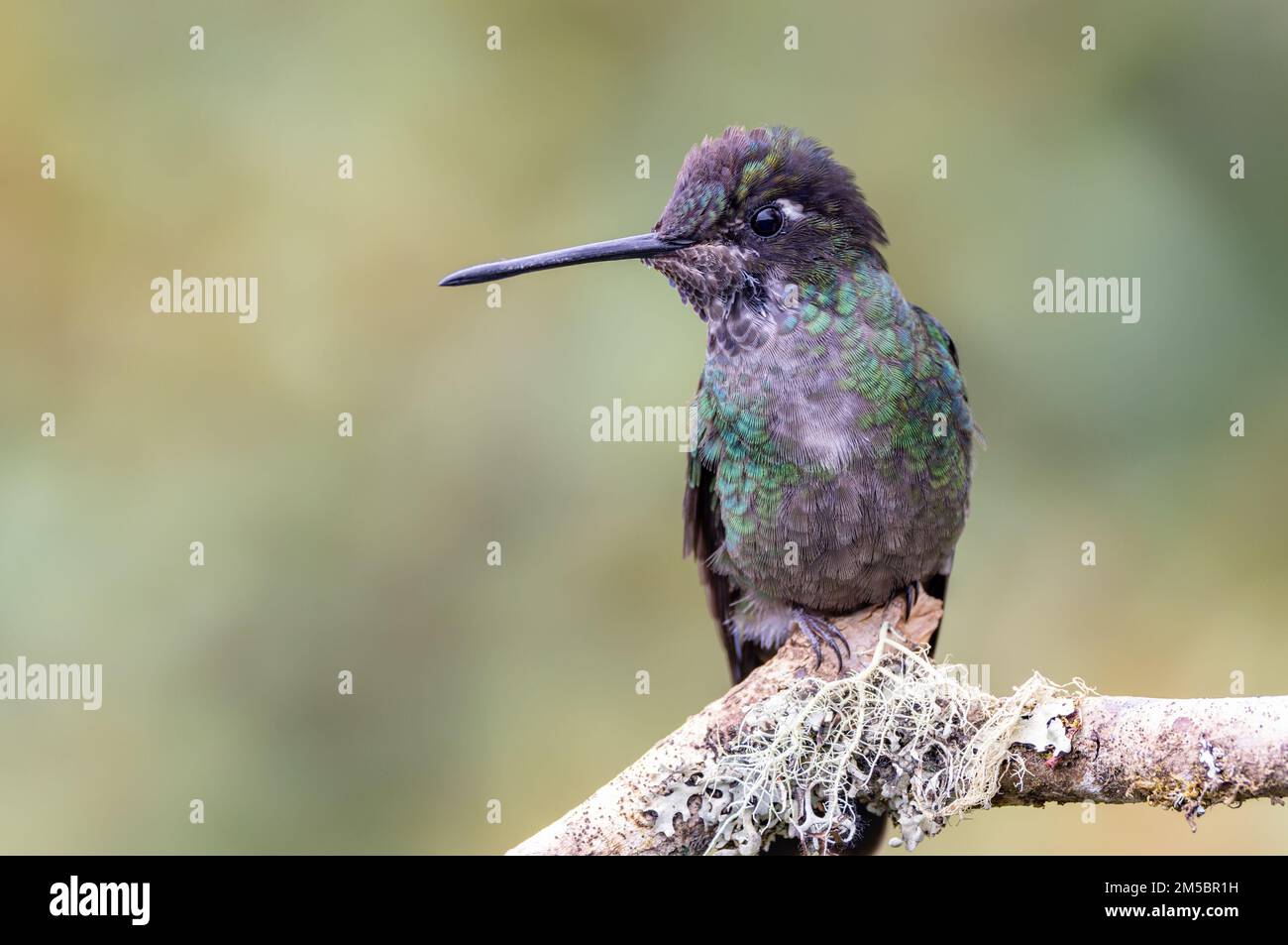 front view of a talamanca hummingbird perched on a branch Stock Photo