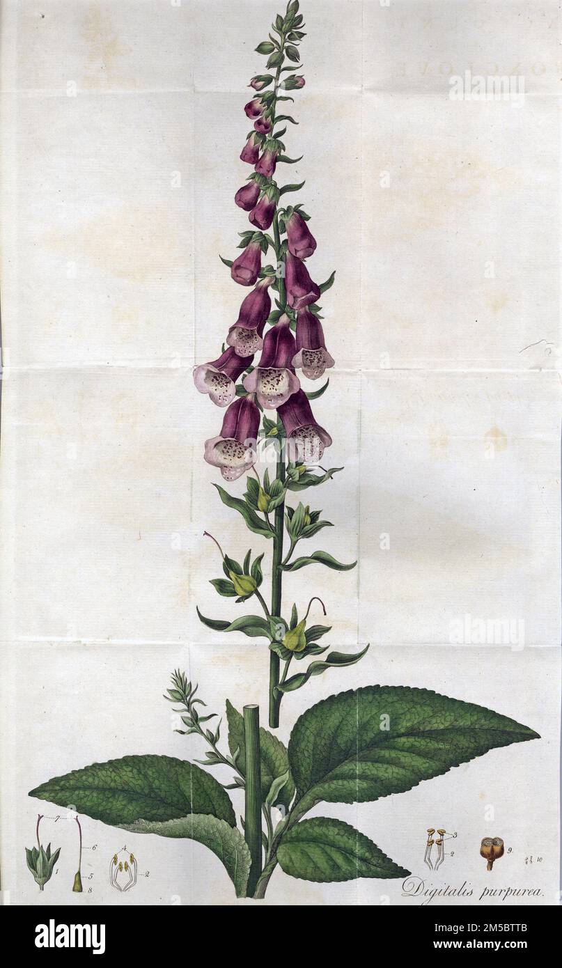 Color plate of the foxglove plant, Digitalis purpurea, originally printed in William Withering's An account of the foxglove, and some of its medical uses, 1785 Stock Photo