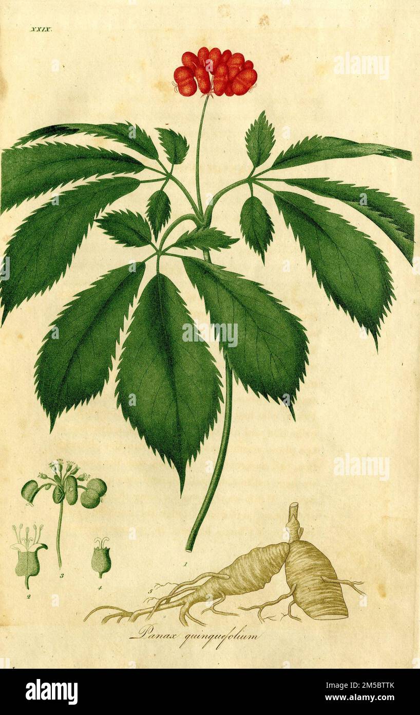 Colored etching showing the ginseng plant, panax quinquefolium, from Jacob Bigelow's American medical botany, 1817 Stock Photo