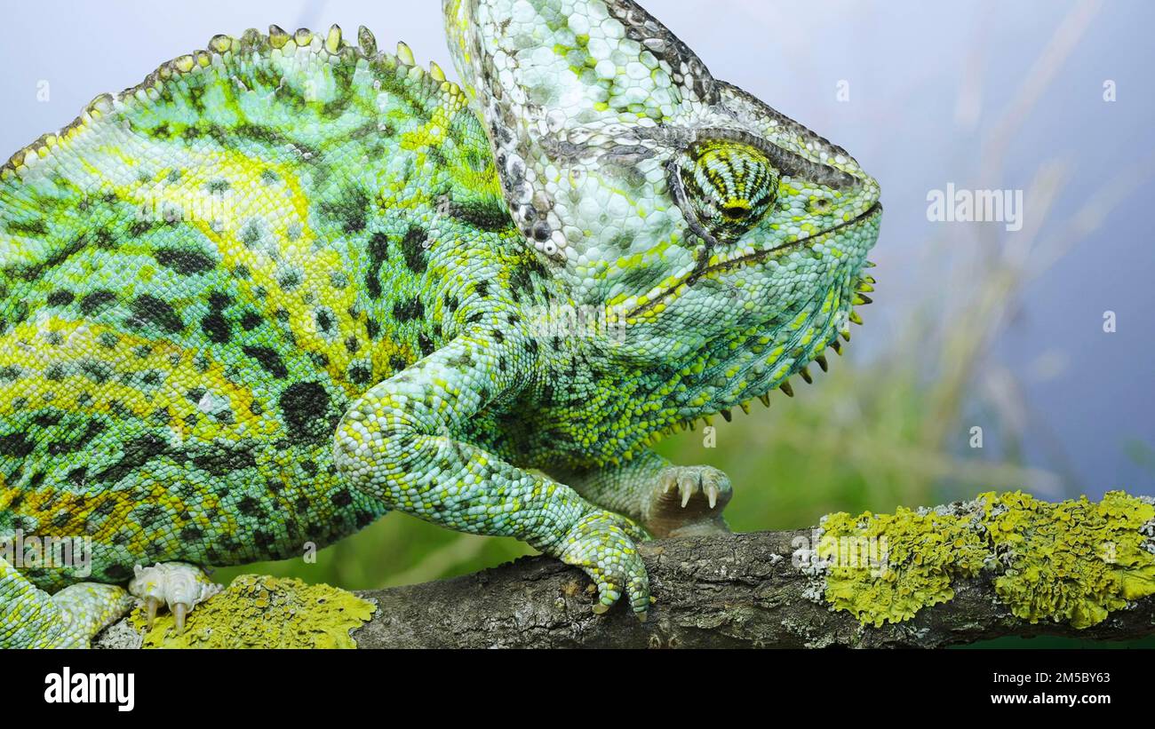 Aggressive behavior of an adult chameleon sits on a tree branch and