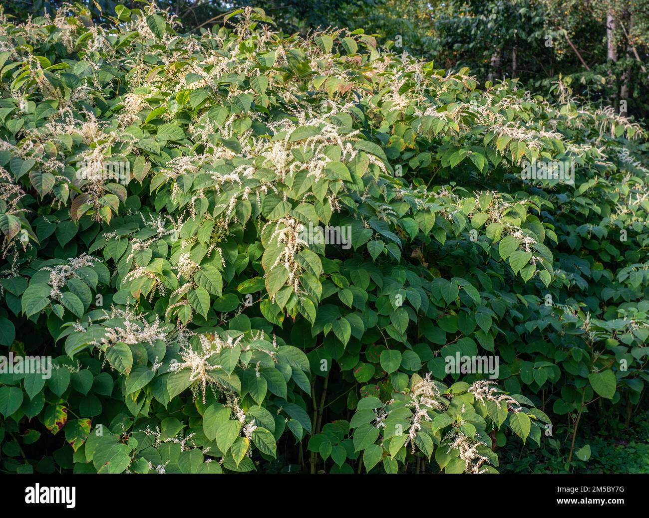 Flowering Japanese Knotweed (Fallopia Japonica), an invasive piece in