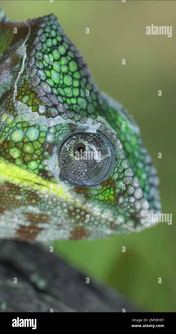 Ð¡lose-up portrait of Chameleon rotates eye looking around during molting. Panther chameleon (Furcifer pardalis) Stock Photo