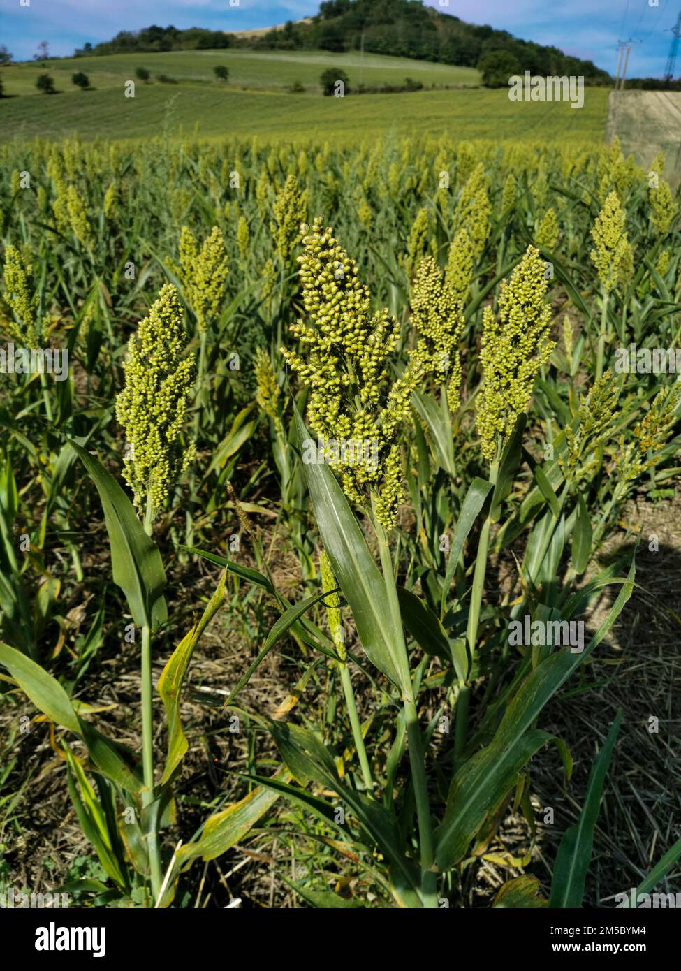 plantation. France Stock Photo Alamy