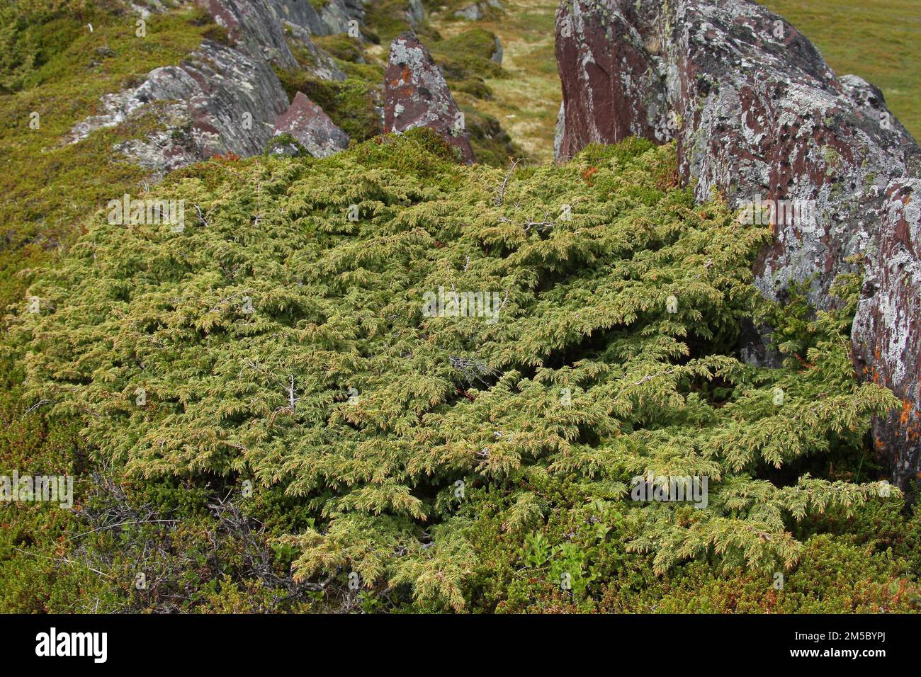 Dwarf juniper (Juniperes sabina) between rocks in the tundra, Lapland, Northern Norway, Norway, Scandinavia Stock Photo