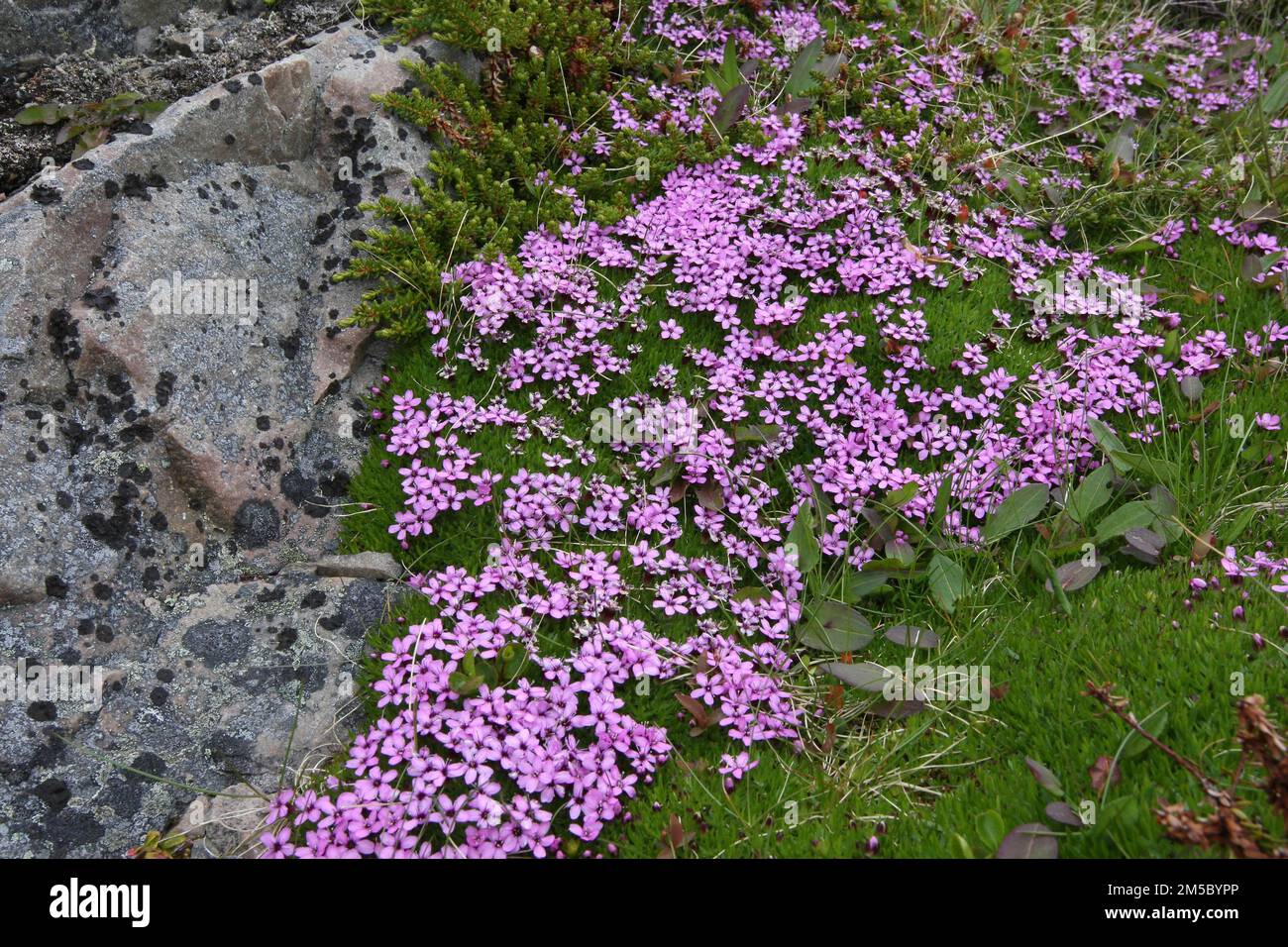 Moss campion (Silene acaulis) flowering mat in the tundra, Lapland