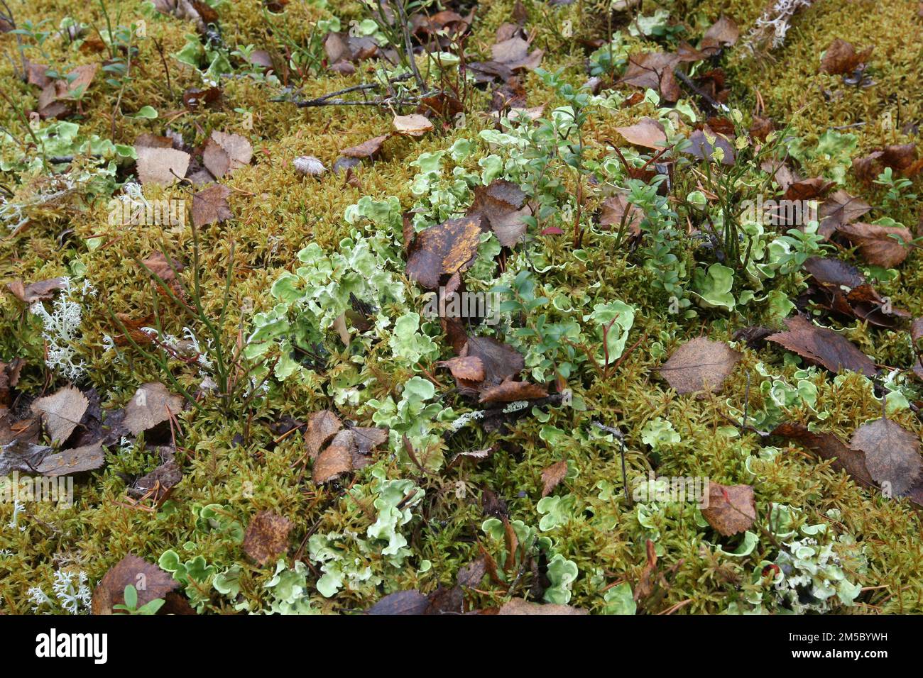 Lung lichen (Lobaria pulmonaris) in the Lapland tundra, Northern Norway, Scandinavia Stock Photo
