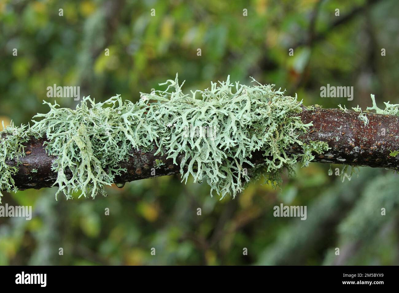 Iceland moss (Cetraria islandica) growing on a branch, southern Sweden, Scandinavia Stock Photo