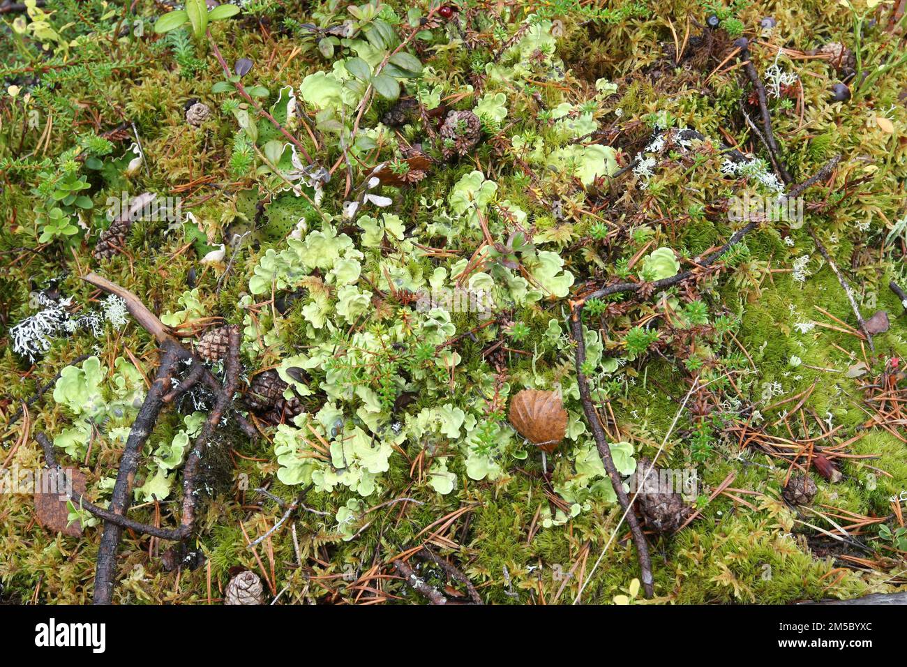 Lung lichen (Lobaria pulmonaris) in the Lapland tundra, Northern Norway, Scandinavia Stock Photo