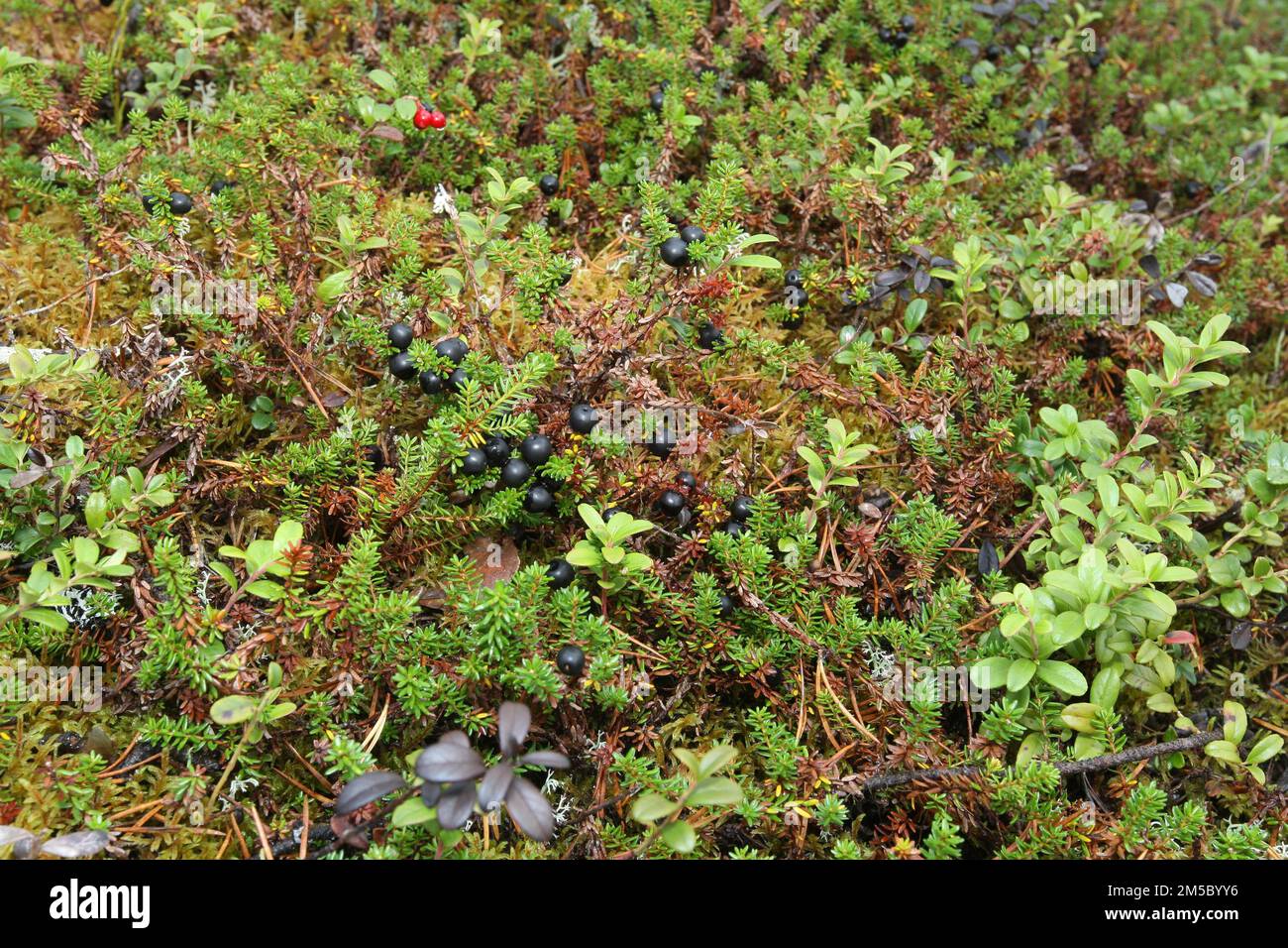 Black crowberry (Empetrum nigrum) in the tundra, Lapland, Norway, Scandinavia Stock Photo