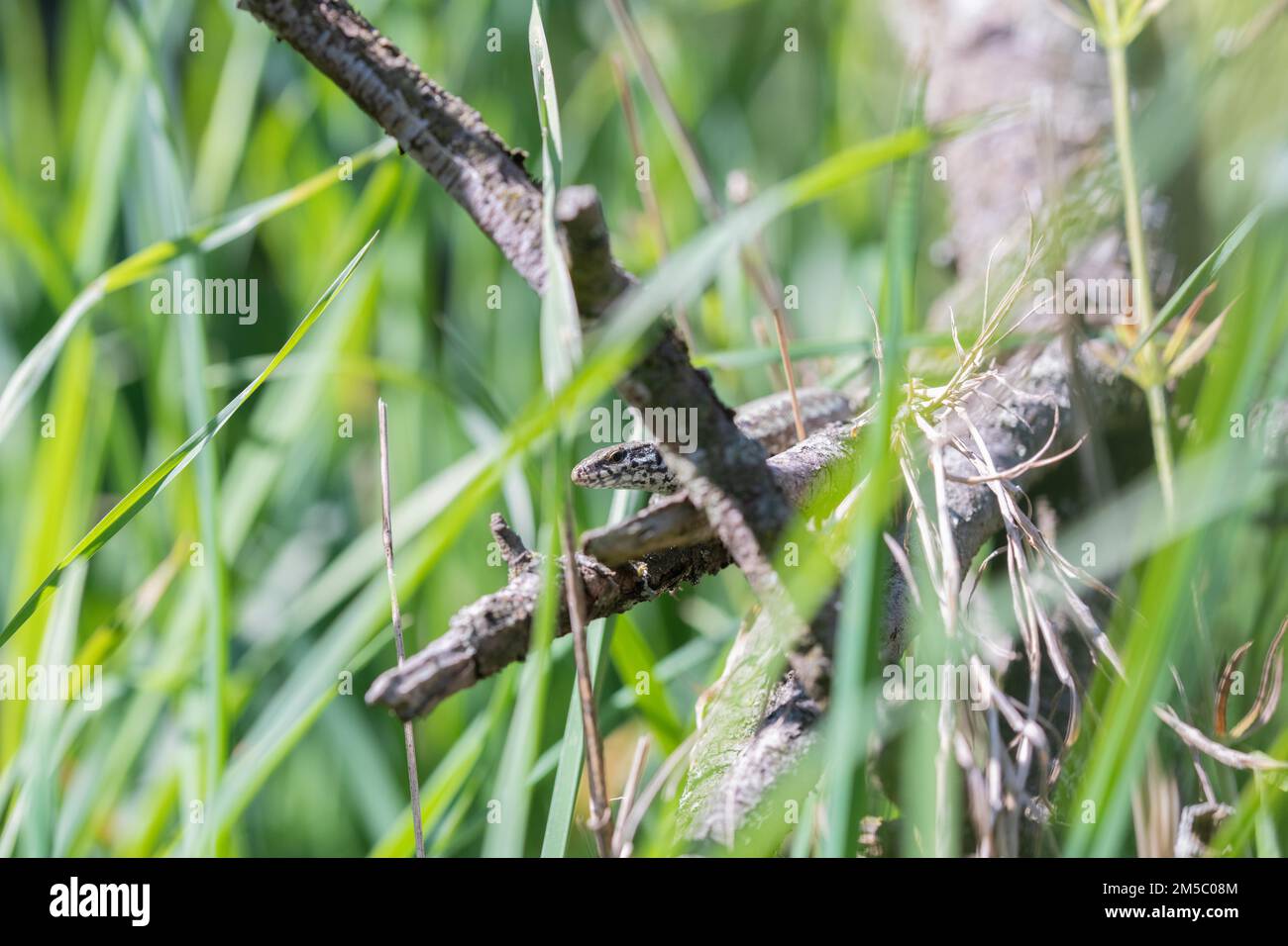 Common wall lizard (Podarcis muralis), warming itself on dead wood in the grass in the sun, Stolberg, North Rhine-Westphalia, Germany Stock Photo