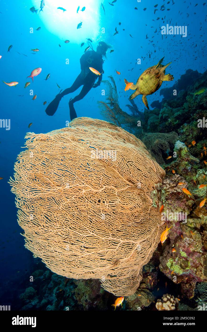 fan coral hicksonimollis) Hickson's giant fan