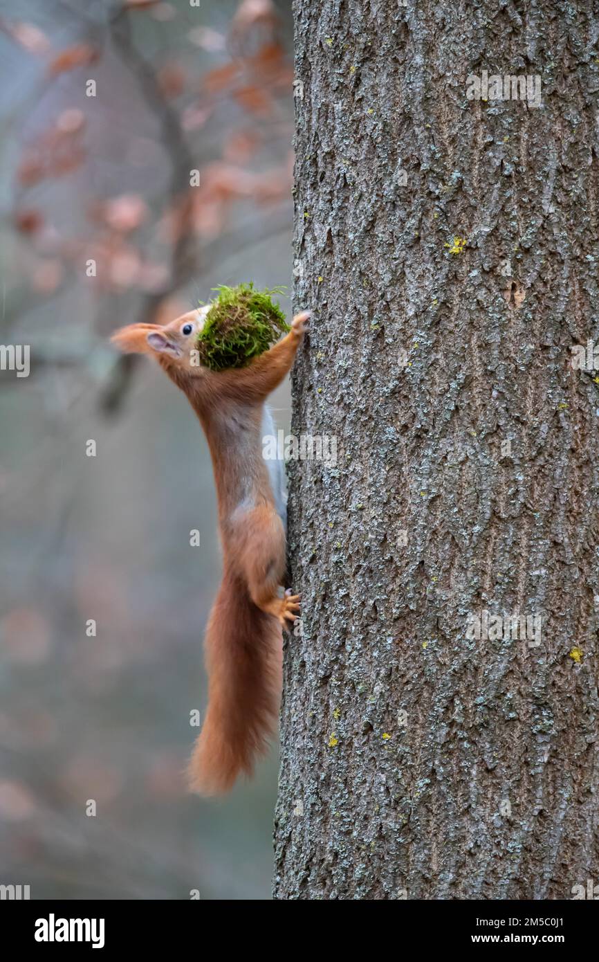 Squirrel (Sciuris vulgaris) with nestbuilding material, Germany Stock
