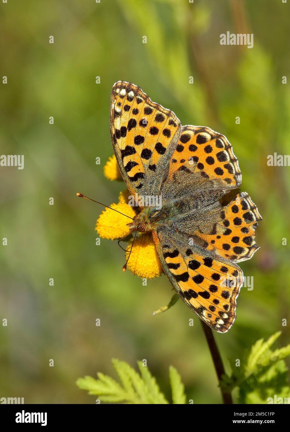 Queen of spain fritillary (Issoria lathonia) on tansy, Hesse, Germany Stock Photo