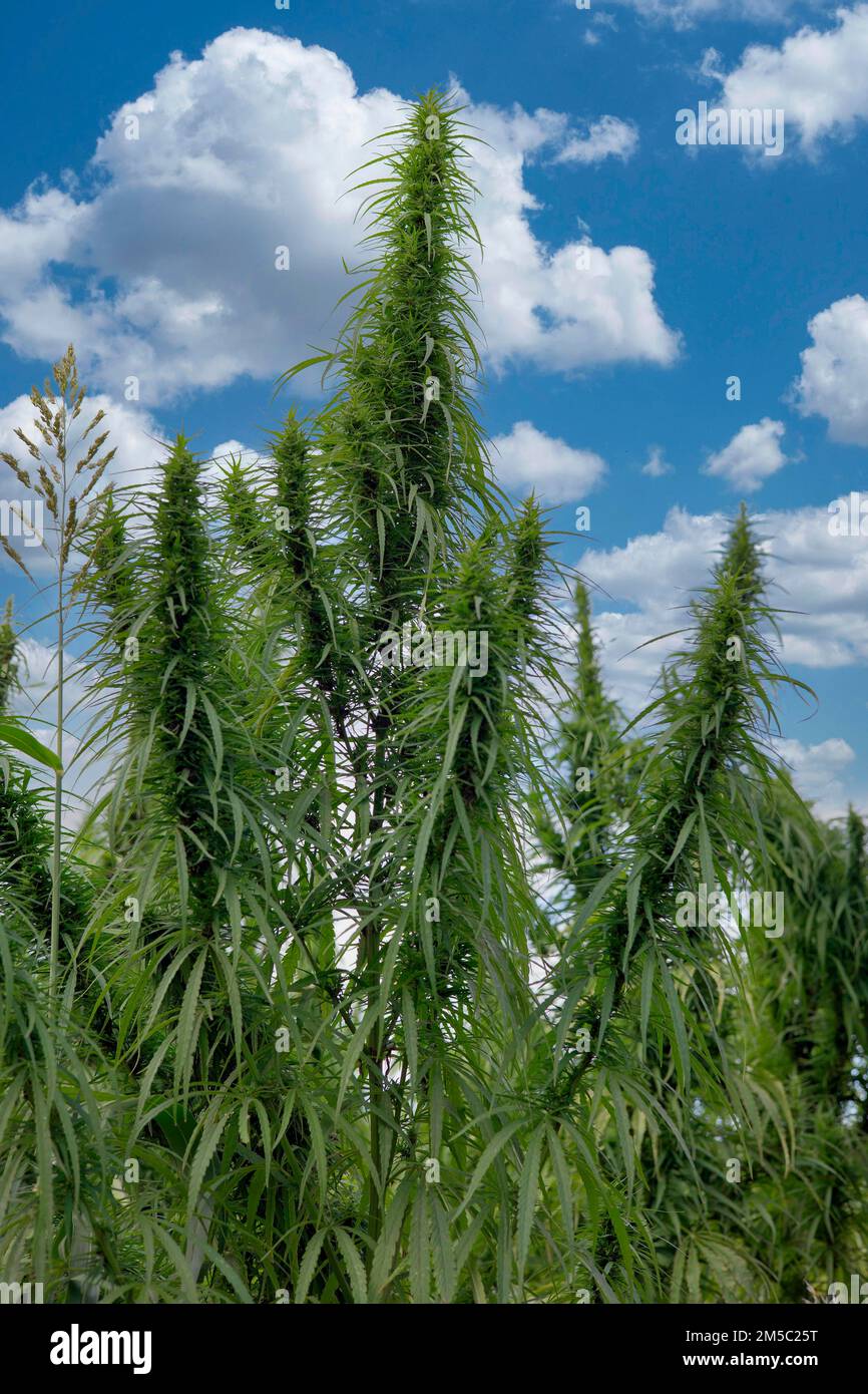 Cultivation of hashish (Cannabis), Brandenburg, Germany Stock Photo