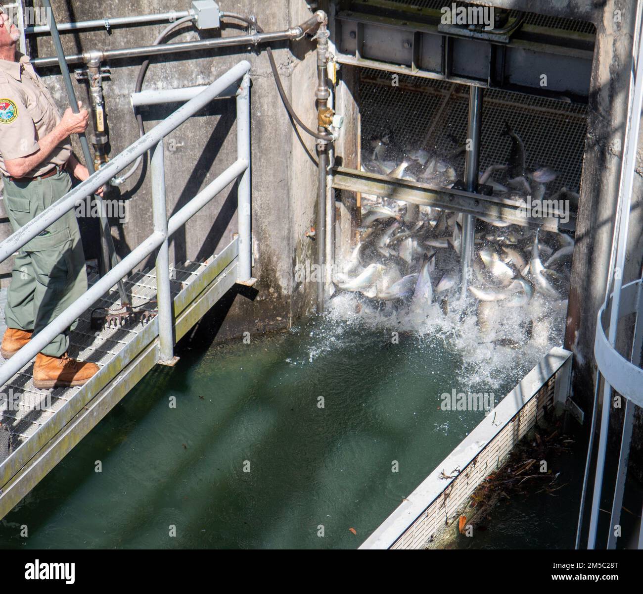American shad pass through the fish lift at St. Stephen.    For more information, visit: https://www.sac.usace.army.mil/Missions/Civil-Works/Cooper-River-Rediversion-Project/ Stock Photo