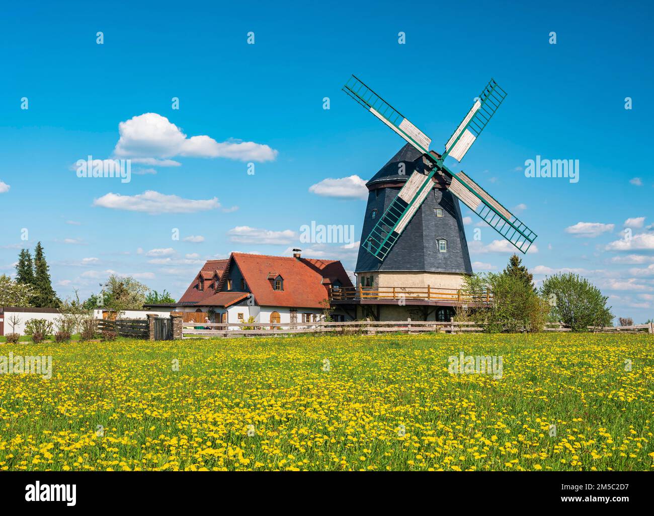 Knapp mill, gallery Dutch mill, windmill in spring on a green meadow with flowering dandelions, Linda near Neustadt an der Orla, Thuringia, Germany Stock Photo